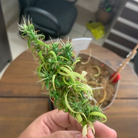 P001 growlog timeline photo