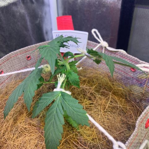 MG001 growlog timeline photo