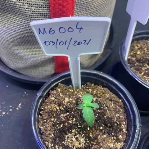MG004 growlog timeline photo