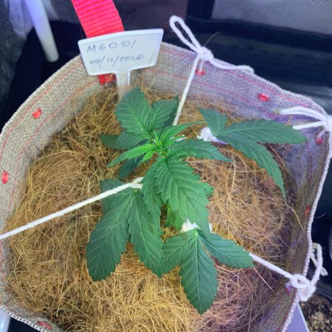 MG001 growlog timeline photo