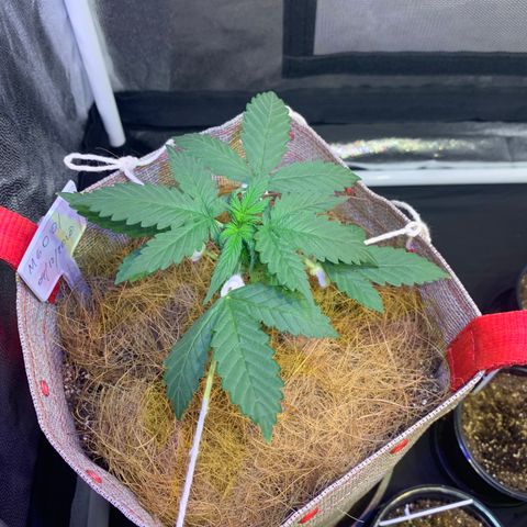 MG001 growlog timeline photo