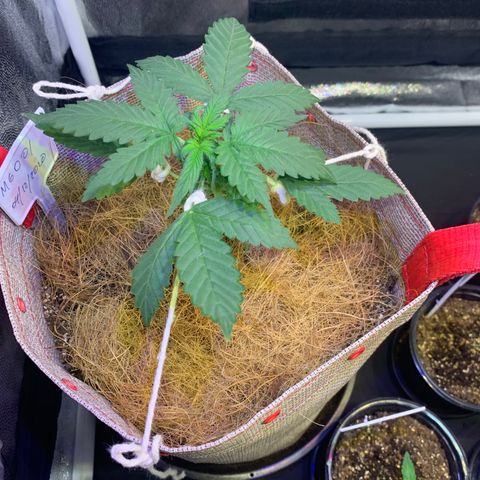 MG001 growlog timeline photo