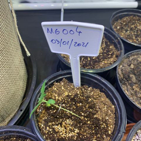 MG004 growlog timeline photo