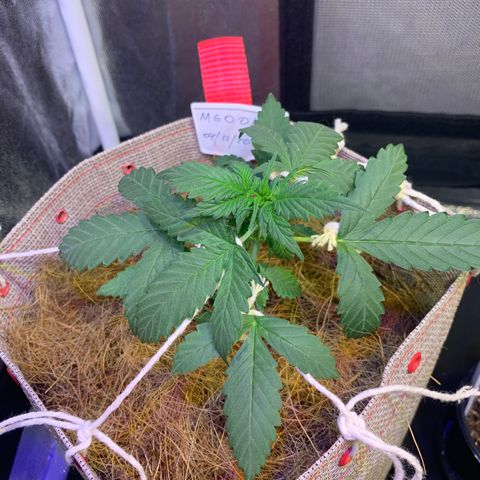 MG001 growlog timeline photo