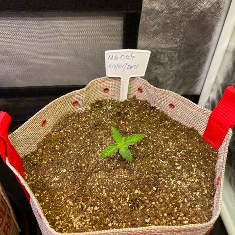 MG004 growlog timeline photo