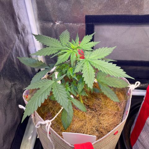 MG001 growlog timeline photo