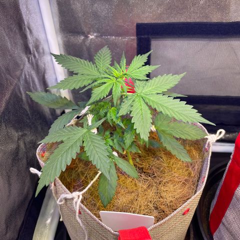 MG001 growlog timeline photo