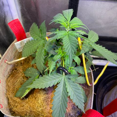 MG001 growlog timeline photo