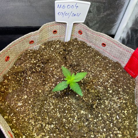 MG004 growlog timeline photo