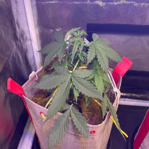 MG001 growlog timeline photo