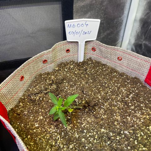 MG004 growlog timeline photo