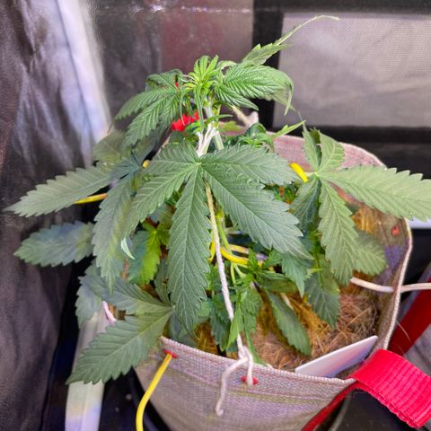 MG001 growlog timeline photo