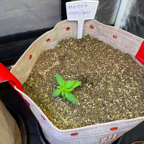 MG004 growlog timeline photo