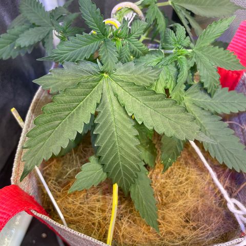 MG001 growlog timeline photo