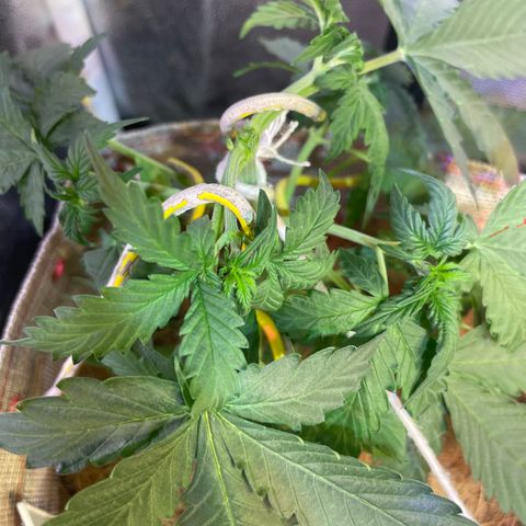 MG001 growlog timeline photo