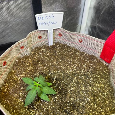 MG004 growlog timeline photo