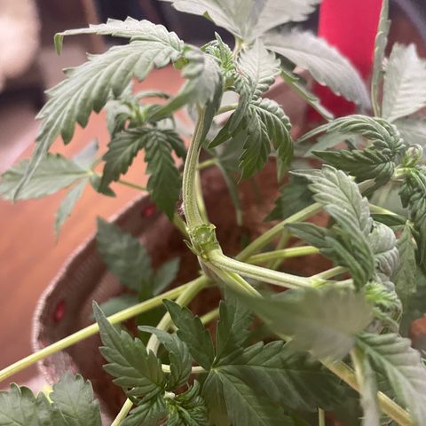 MG001 growlog timeline photo