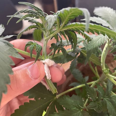 MG001 growlog timeline photo