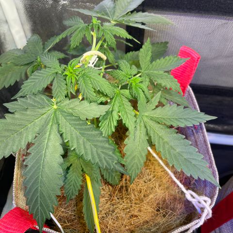 MG001 growlog timeline photo