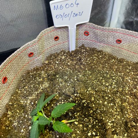 MG004 growlog timeline photo