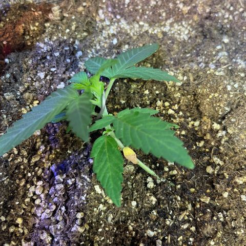 MG004 growlog timeline photo