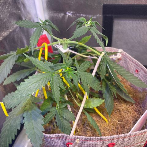 MG001 growlog timeline photo
