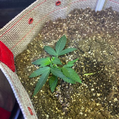 MG004 growlog timeline photo