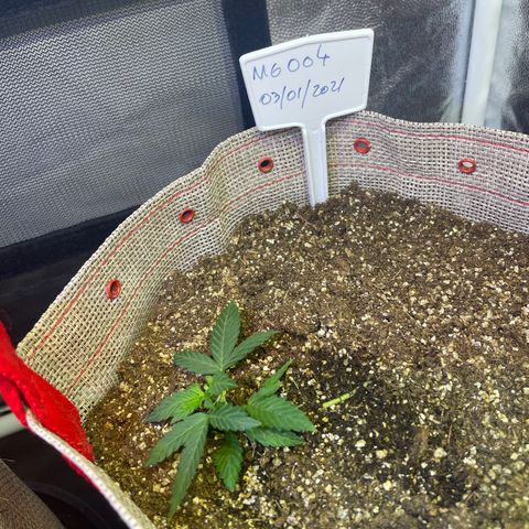 MG004 growlog timeline photo