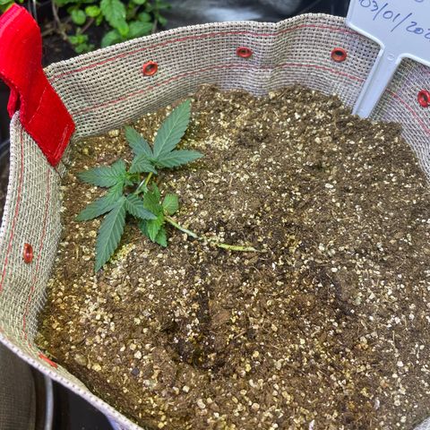 MG004 growlog timeline photo