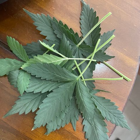MG001 growlog timeline photo