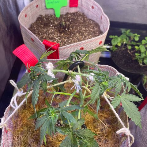 MG001 growlog timeline photo