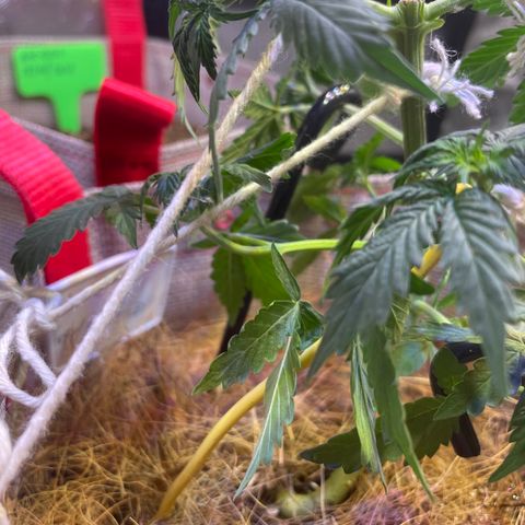 MG001 growlog timeline photo