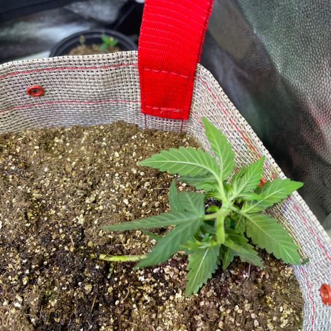 MG004 growlog timeline photo