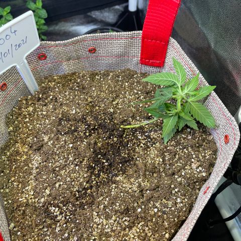 MG004 growlog timeline photo