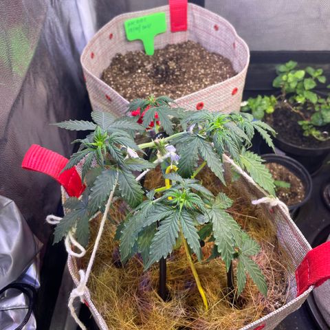 MG001 growlog timeline photo