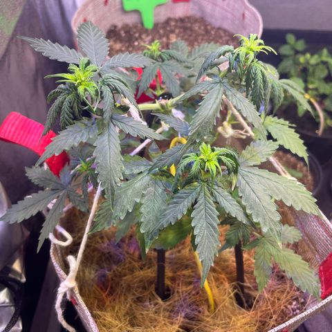 MG001 growlog timeline photo