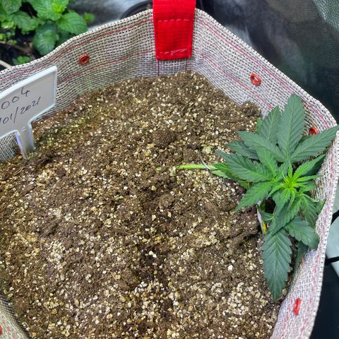 MG004 growlog timeline photo