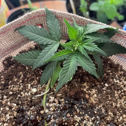 MG004 growlog timeline photo