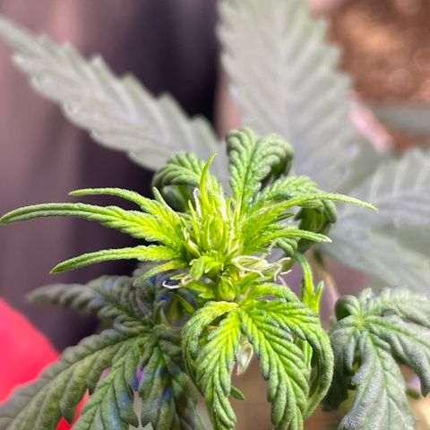 MG001 growlog timeline photo