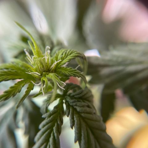 MG001 growlog timeline photo