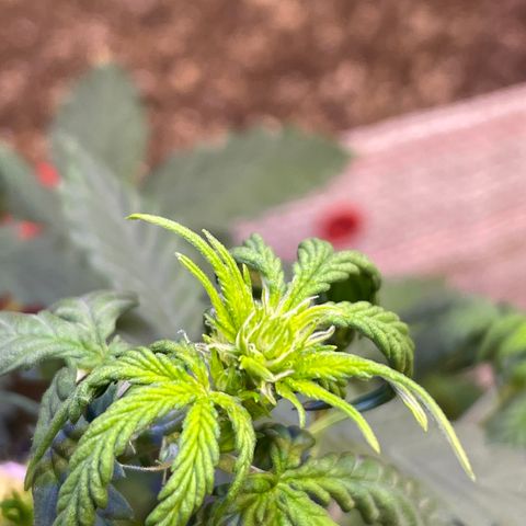 MG001 growlog timeline photo