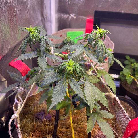 MG001 growlog timeline photo