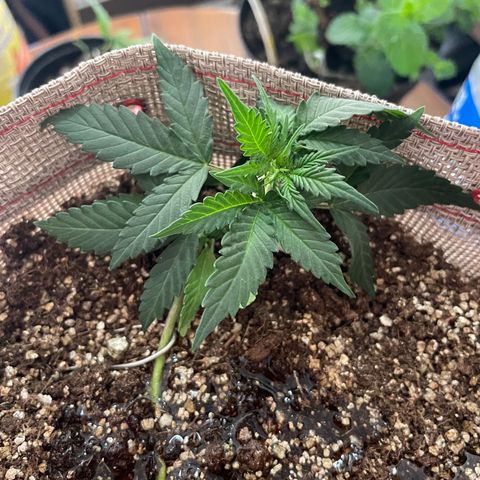 MG004 growlog timeline photo