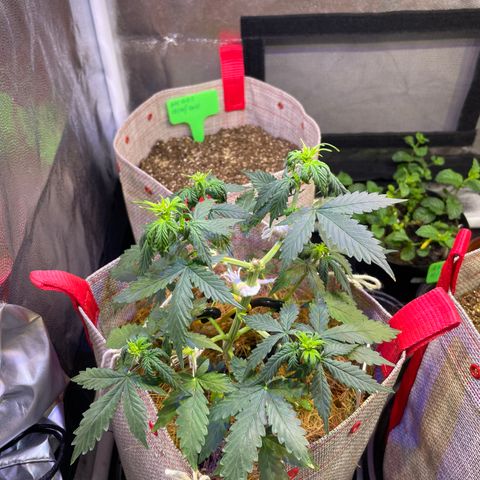 MG001 growlog timeline photo
