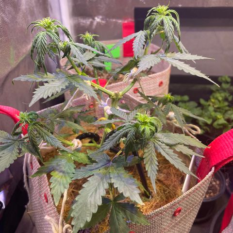 MG001 growlog timeline photo