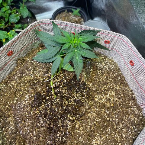 MG004 growlog timeline photo