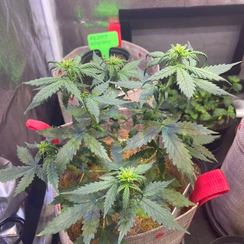 MG001 growlog timeline photo