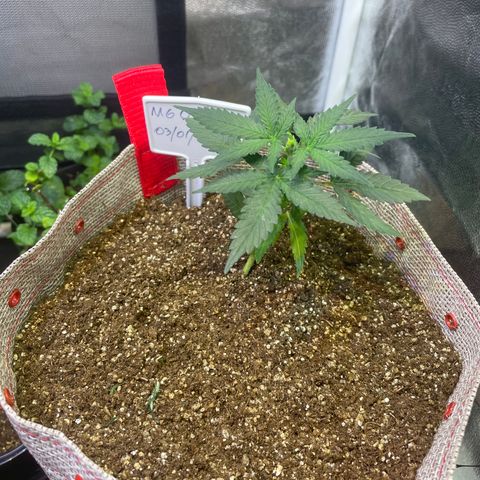 MG004 growlog timeline photo