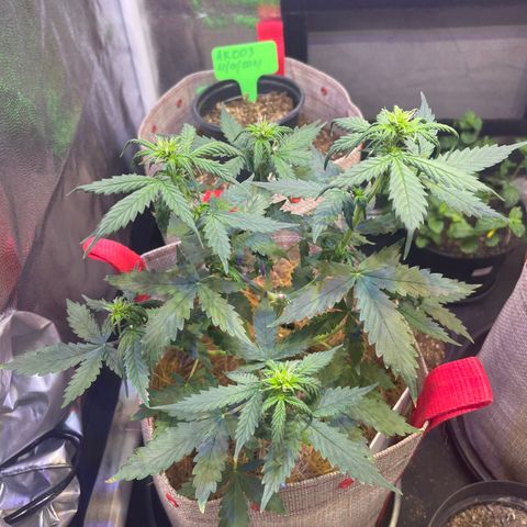MG001 growlog timeline photo