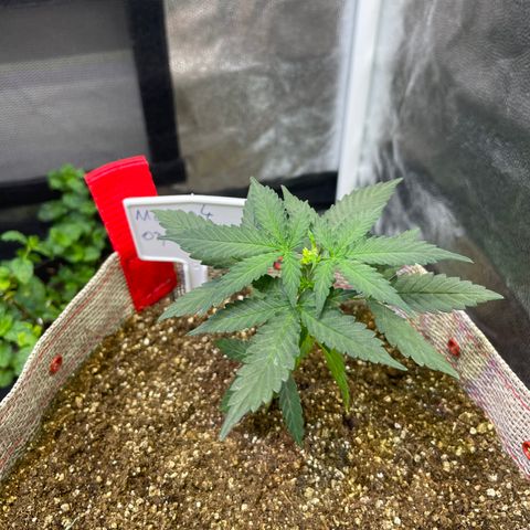 MG004 growlog timeline photo